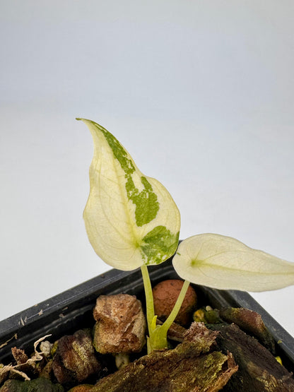 Alocasia Cuculatta « Wagyu » Albo Variegata