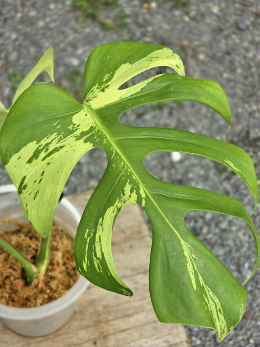 Monstera Deliciosa Light Lime - 30-day delivery