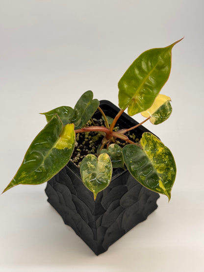 Philodendron Billitiae Variegata