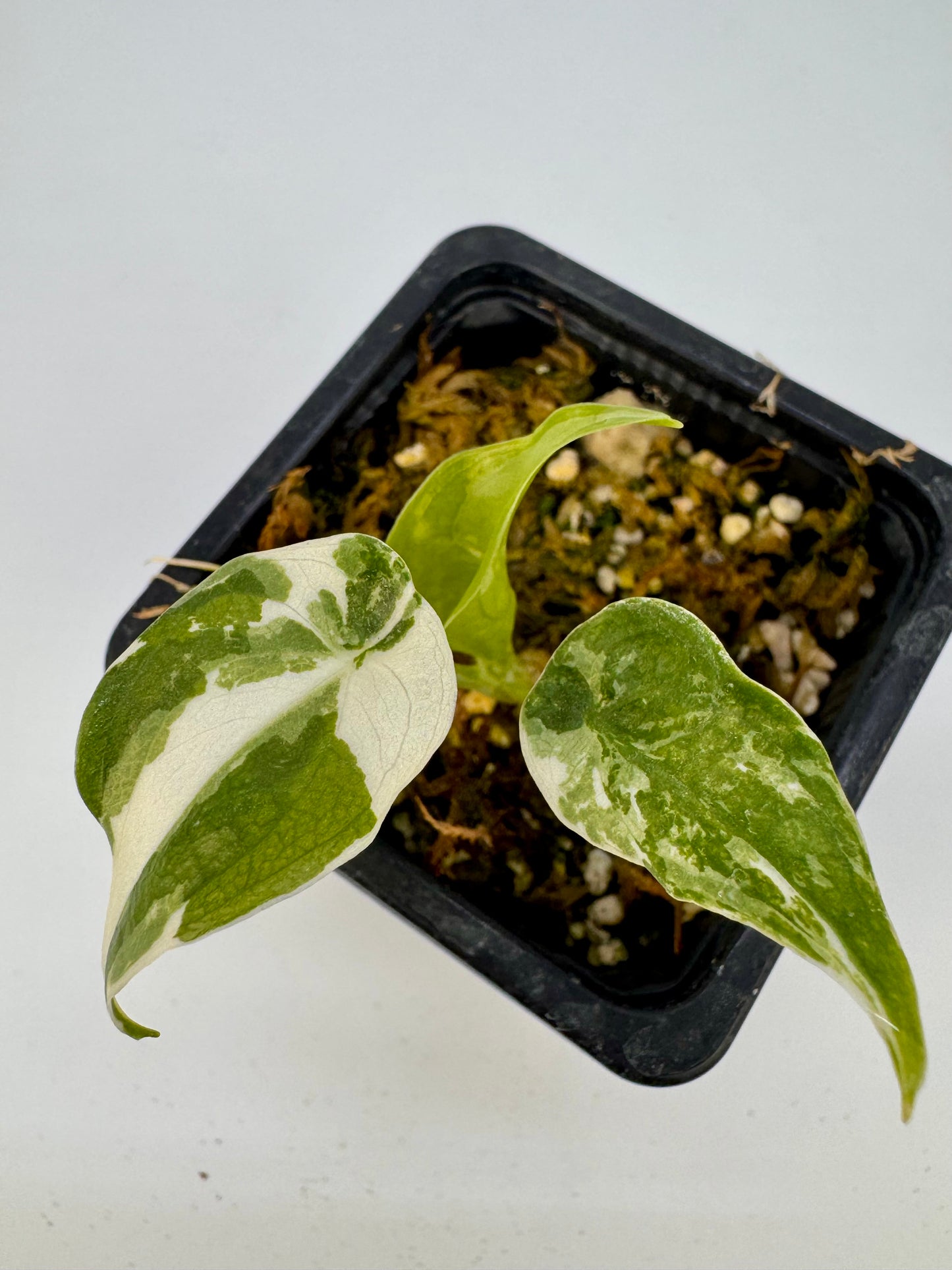 Alocasia Cuculatta « Wagyu » Albo Variegata