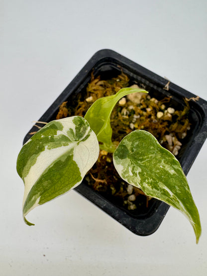 Alocasia Cuculatta « Wagyu » Albo Variegata