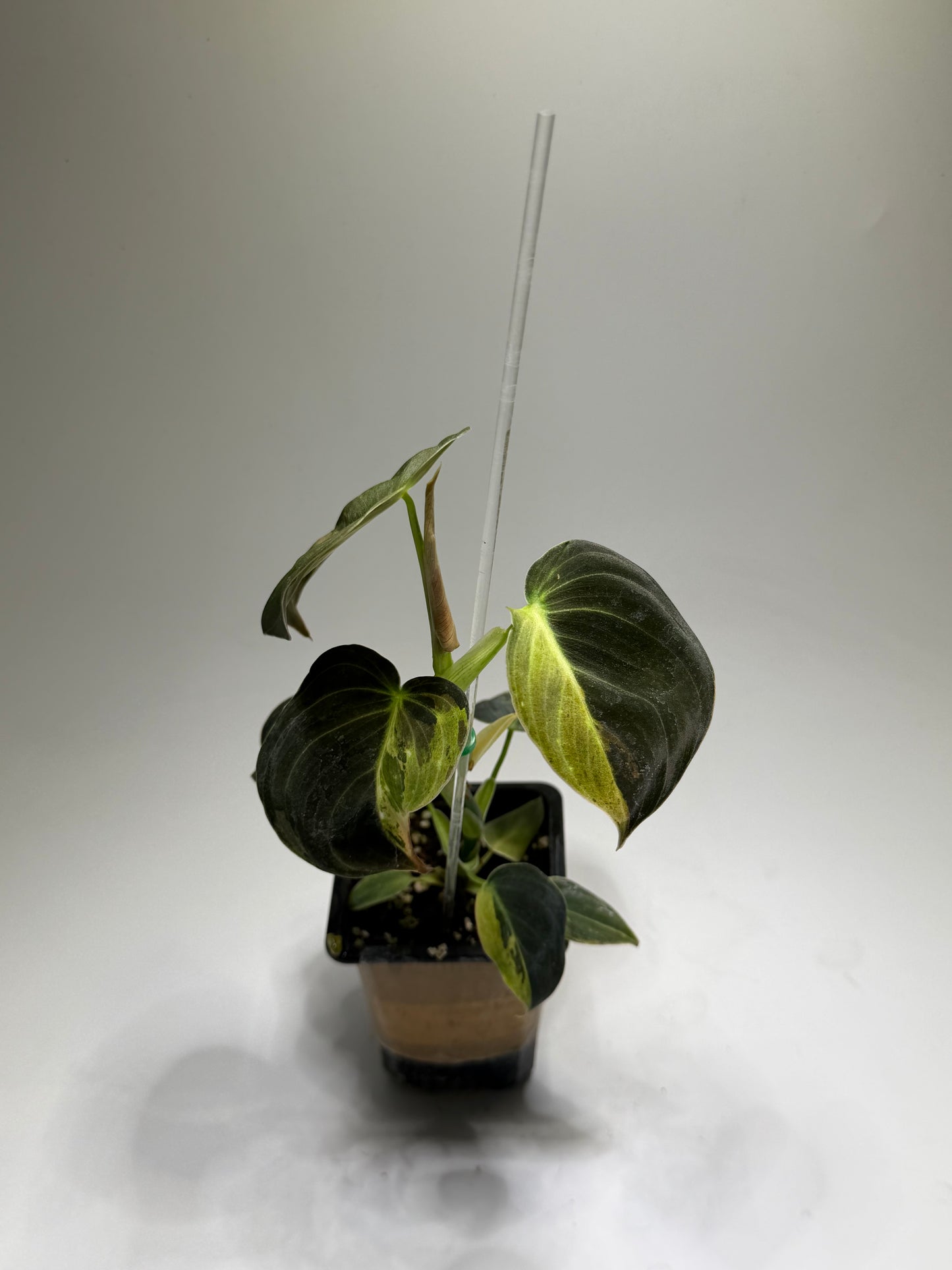 Philodendron Melanochrysum Variegata