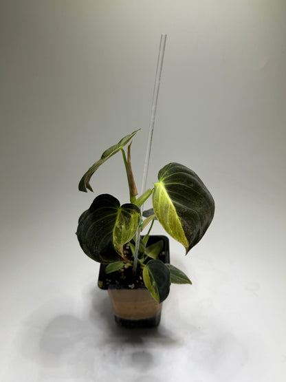 Philodendron Melanochrysum Variegata
