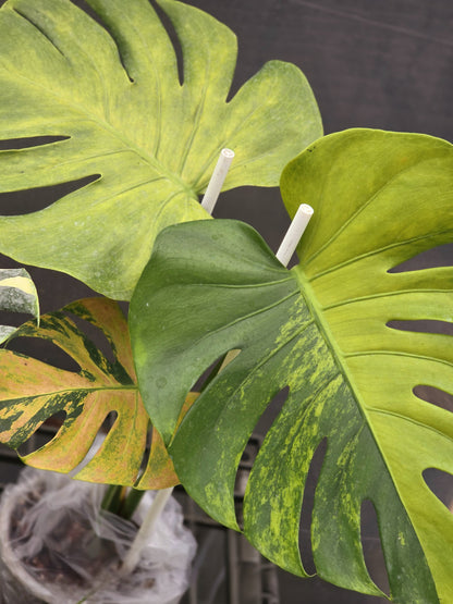 Monstera Deliciosa Orange Rusty variegata - Livraison 30 jours