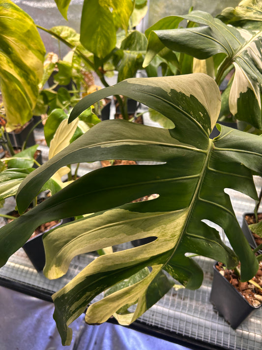 Monstera Jungle Mint - Sur Mesure