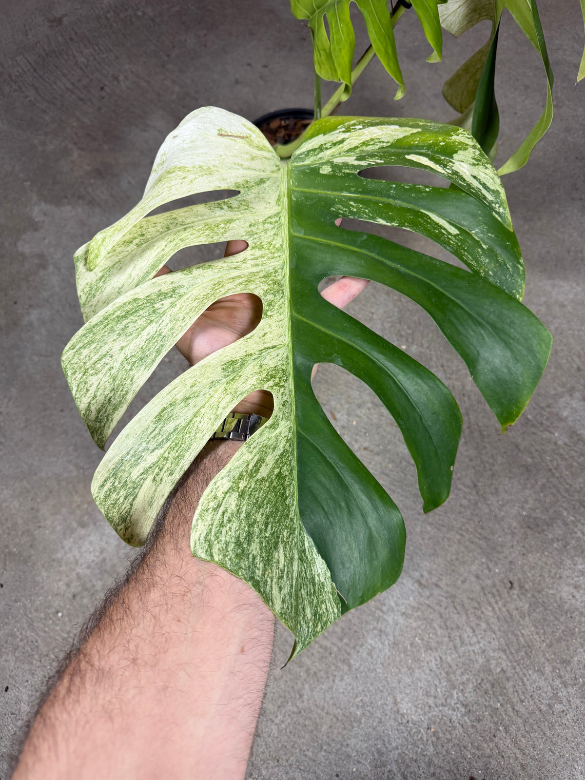 Monstera Jungle Mint