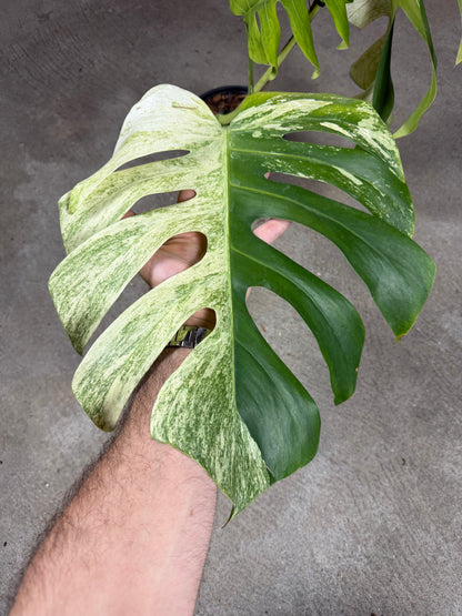 Monstera Jungle Mint