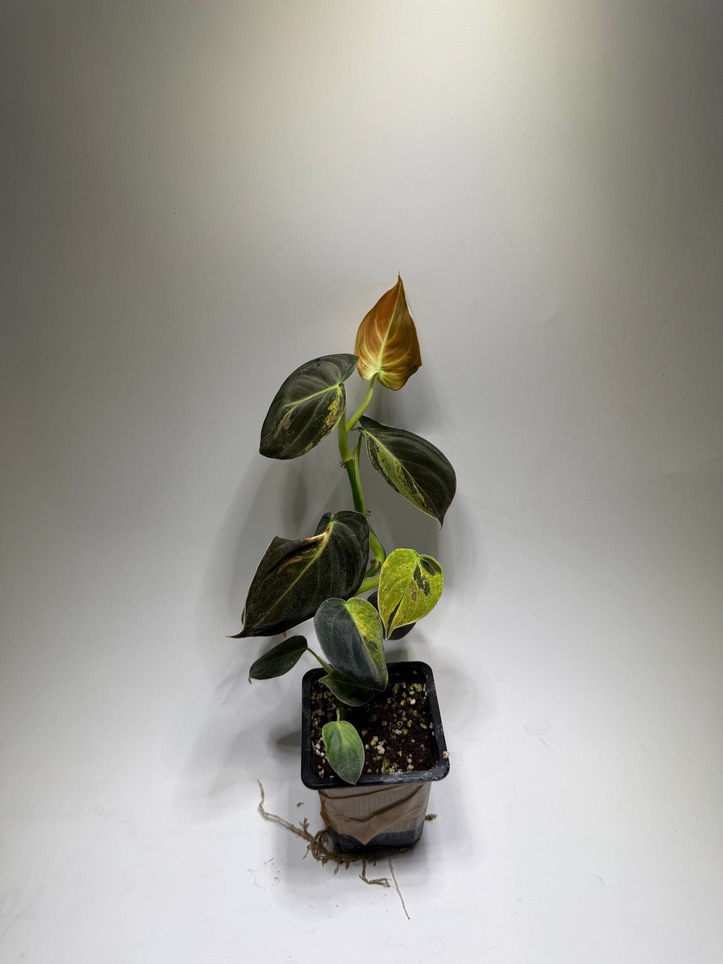 Philodendron Melanochrysum Variegata