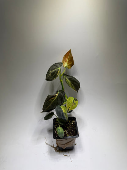 Philodendron Melanochrysum Variegata