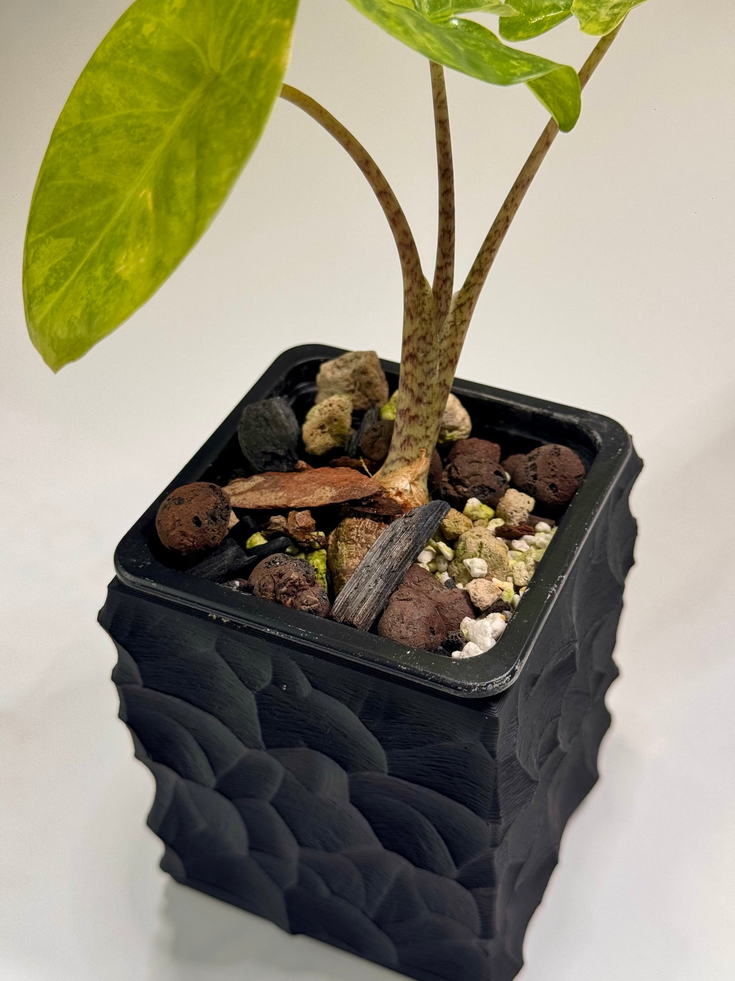 Alocasia Macrorrhizos Aracea Sp. Borneo Aurea