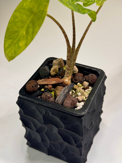 Alocasia Macrorrhizos Aracea Sp. Borneo Aurea