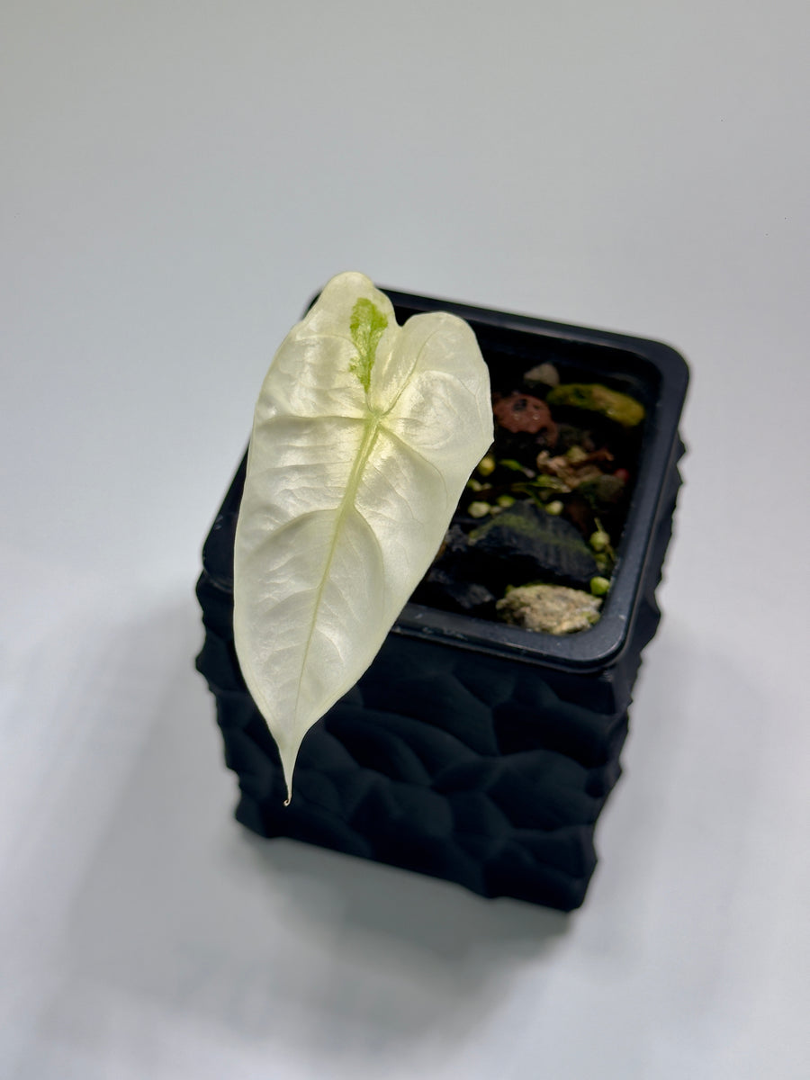 Alocasia Longiloba Thaicon Crème Brûlée