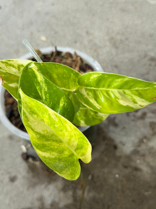 Epipremnun Pinnatum Gold Flame Variegata
