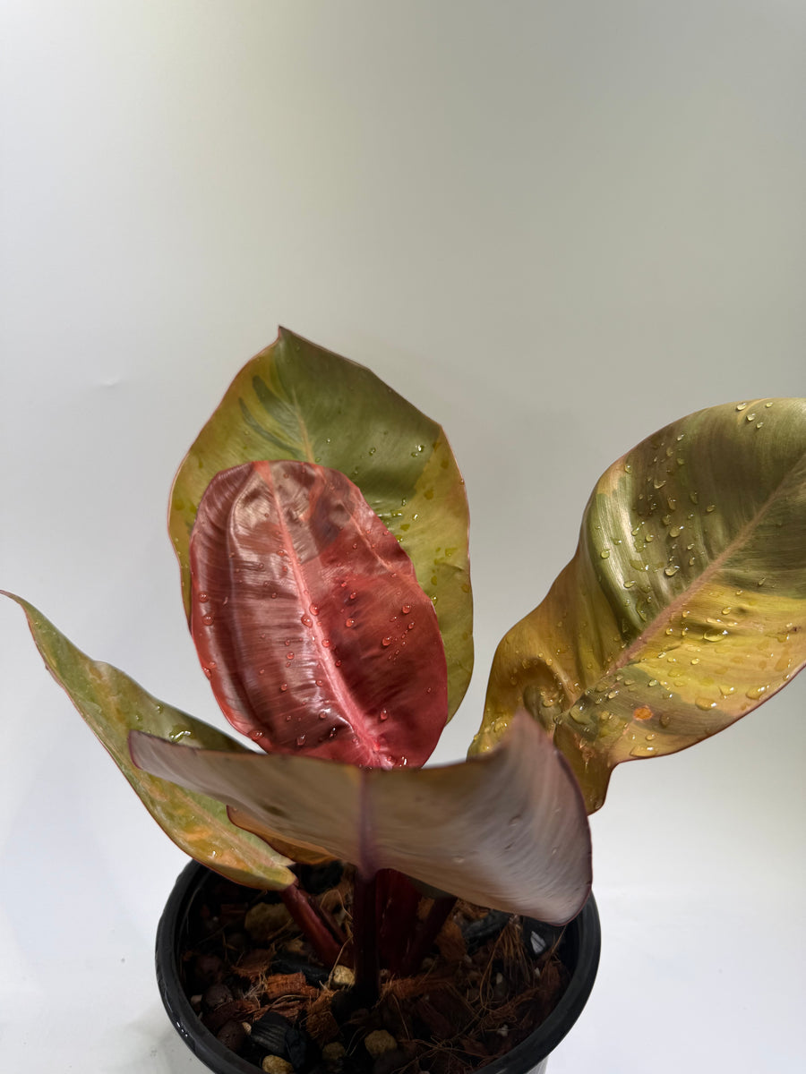 Philodendron Black Cardinal No.1