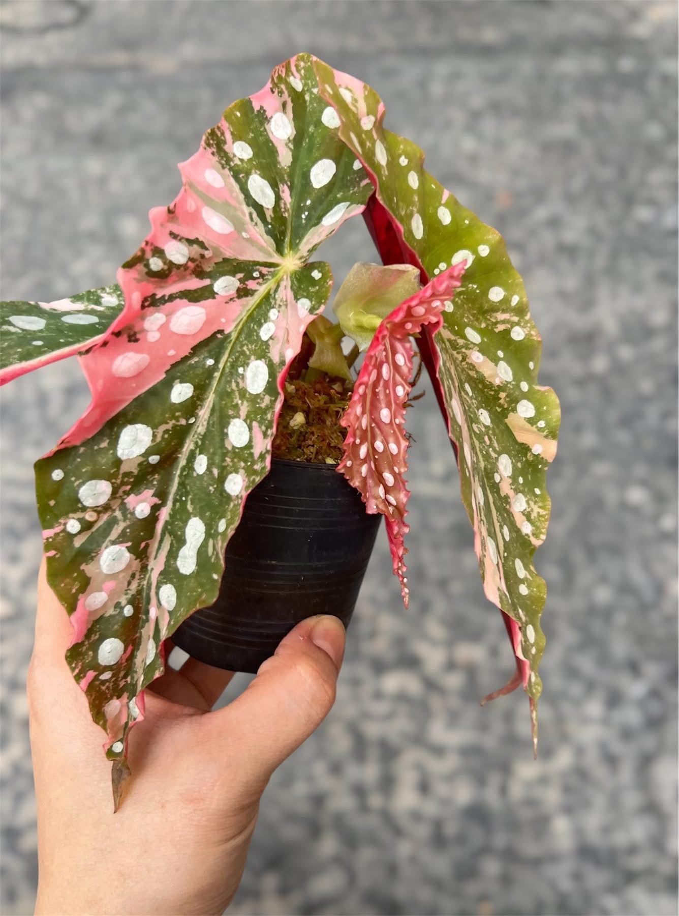 Begonia Maculata Pink