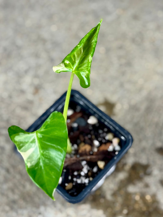 Alocasia Cucullata Crinkless Albo