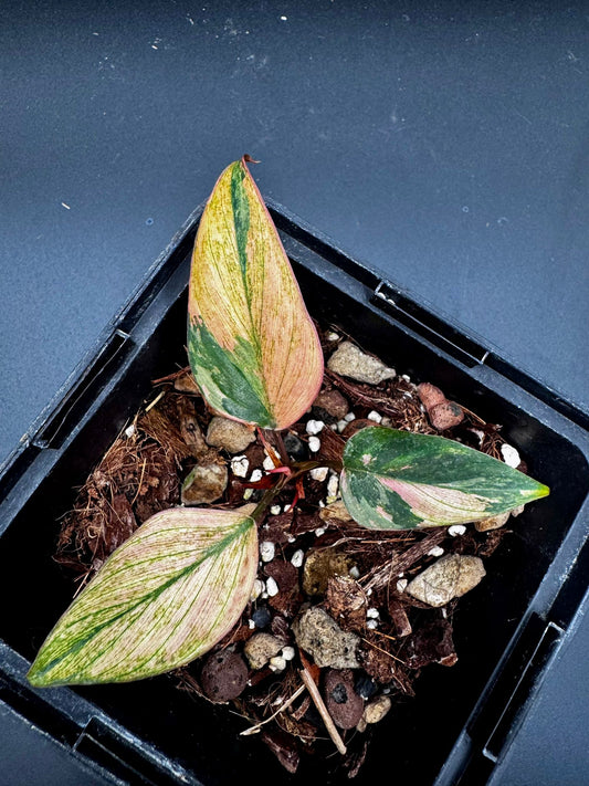 Homalomena Cf. Aromatica Pink Diamond Green and White Plants