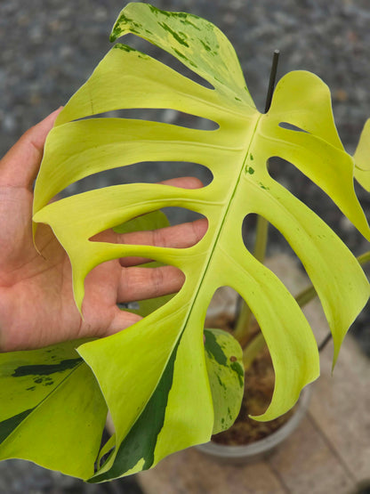 Monstera Light Lime