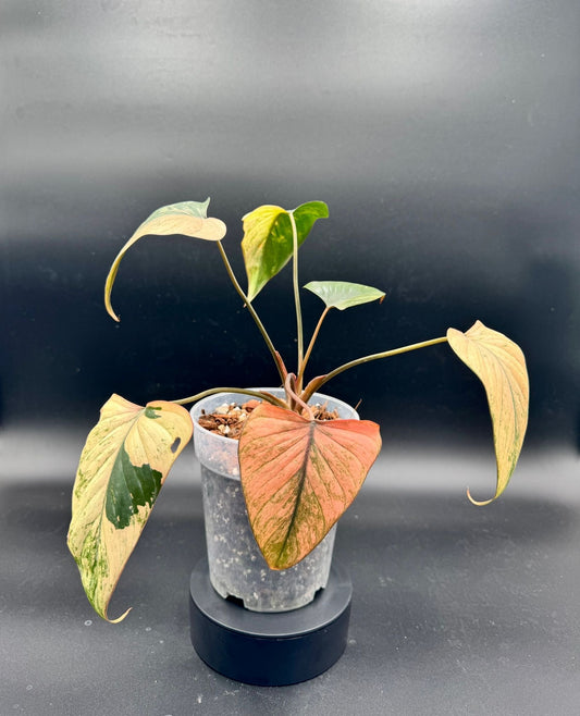 Homalomena Cf. Aromatica Pink Diamond Green and White Plants