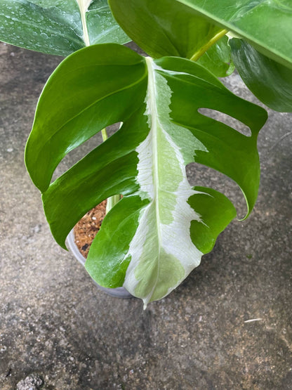 monstera lava Monstera White Lava – Rare tropical variegated plant – Green and White Plants