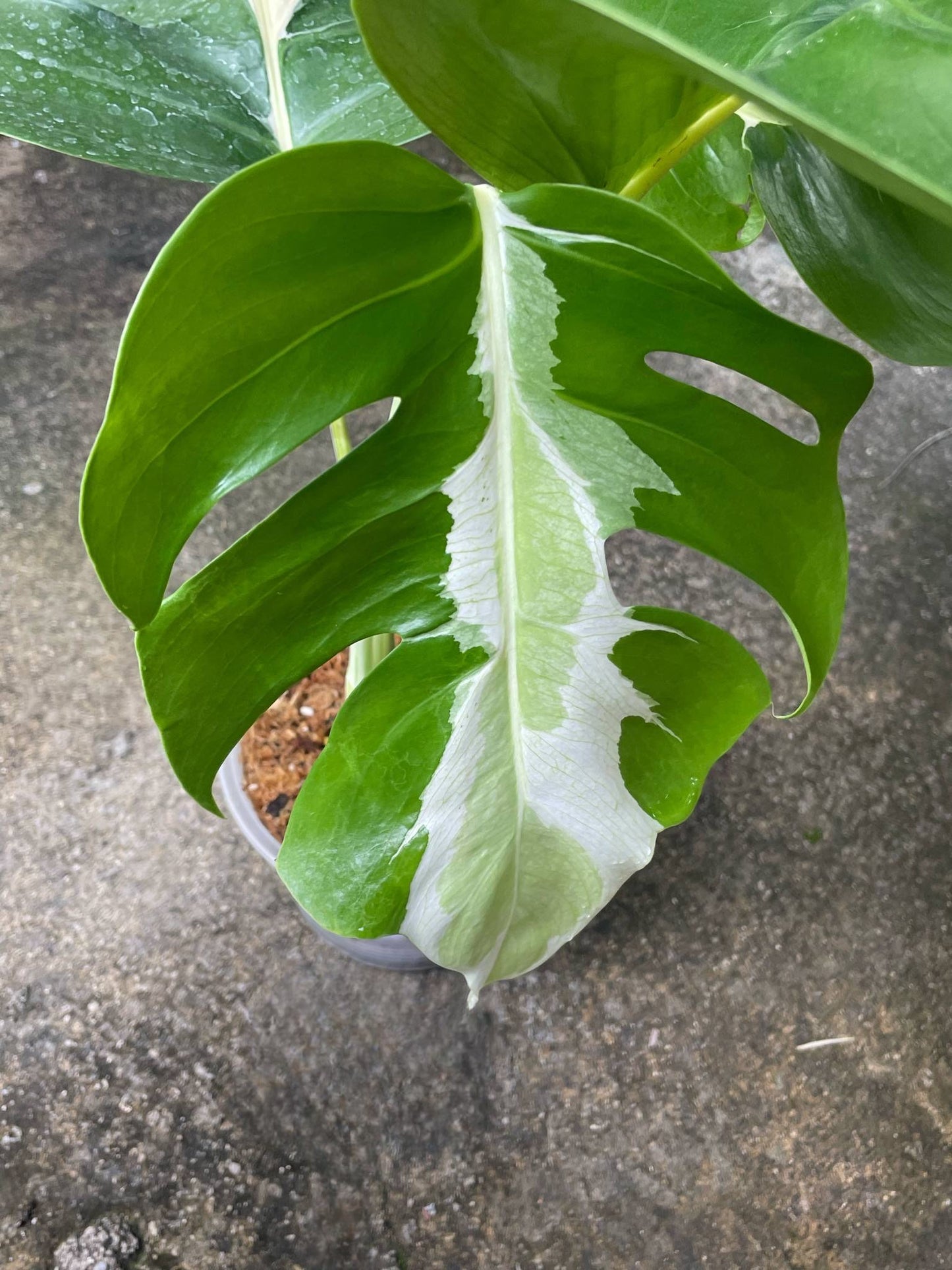 Monstera Deliciosa White Lava - Delivery 15 days