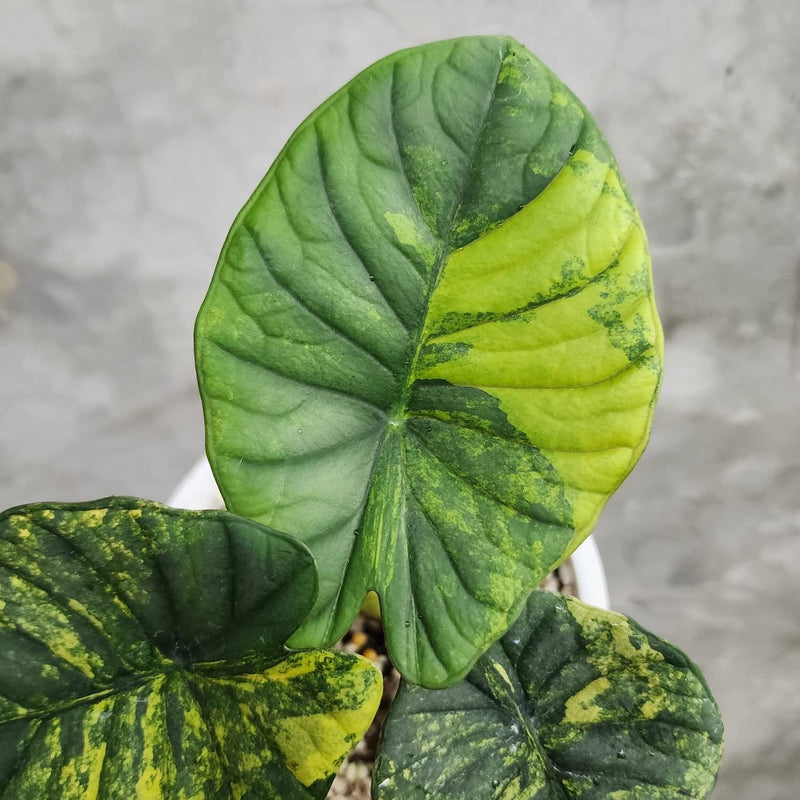 Alocasia Nebula Aurea Variegata - Pre-order