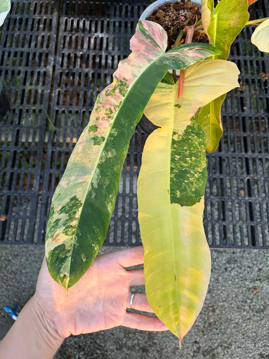 Philodendron FB x Patriciae