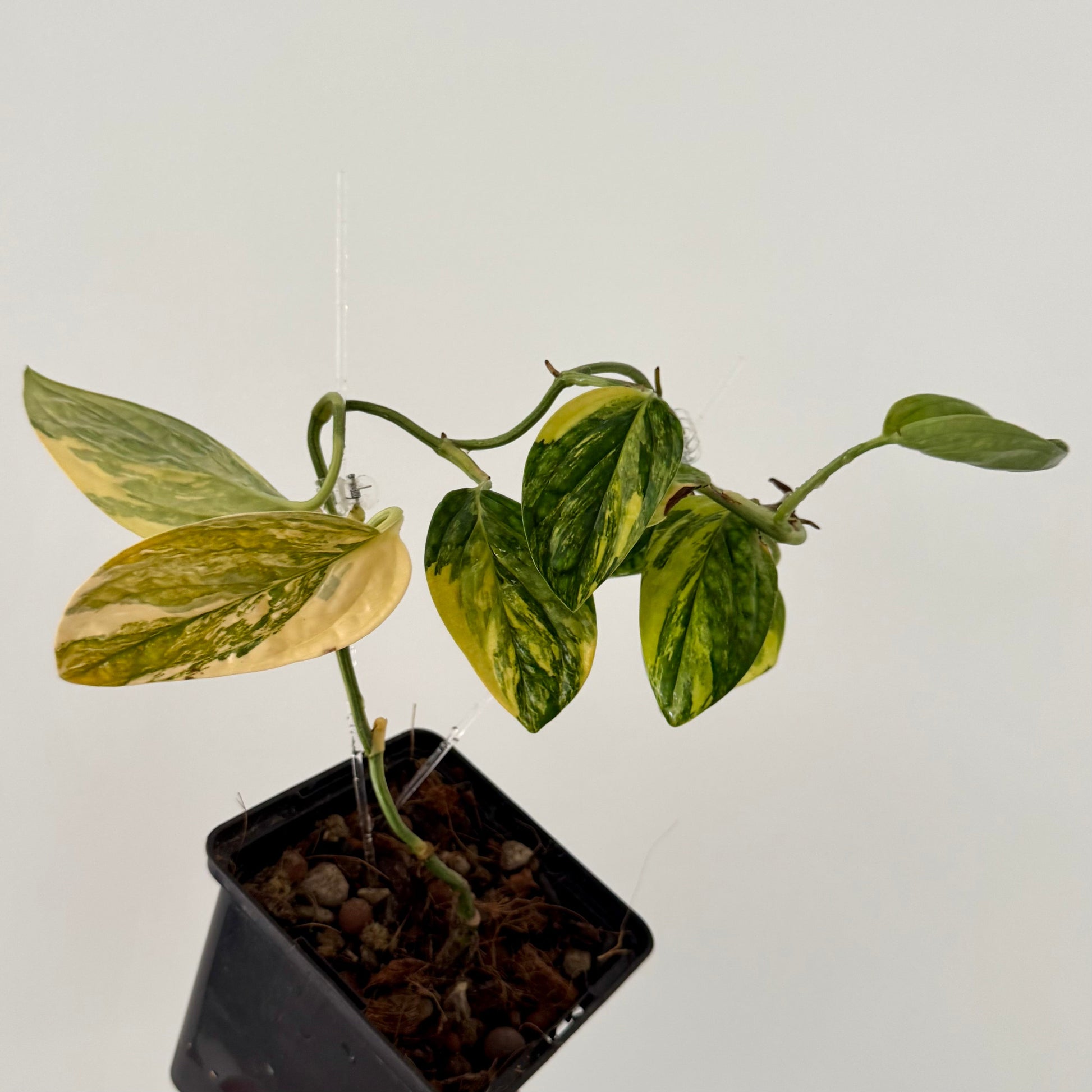 Monstera Karstenianum Peru Variegata Green and White Plants