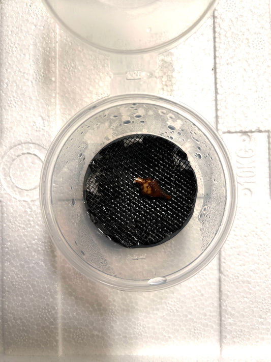 Alocasia Gaganea Albo Variegata - Bulbe