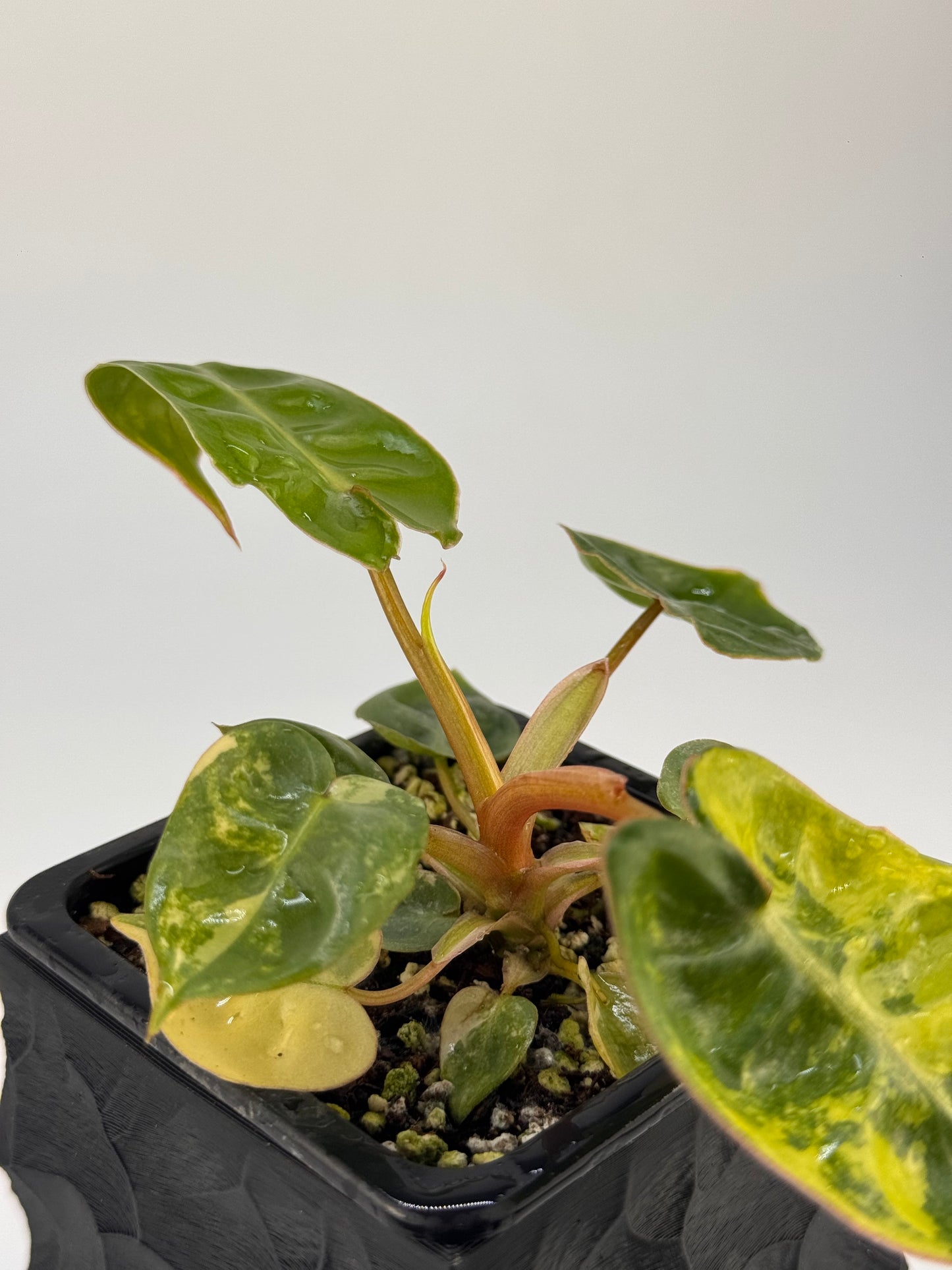 Philodendron Billitiae Variegata