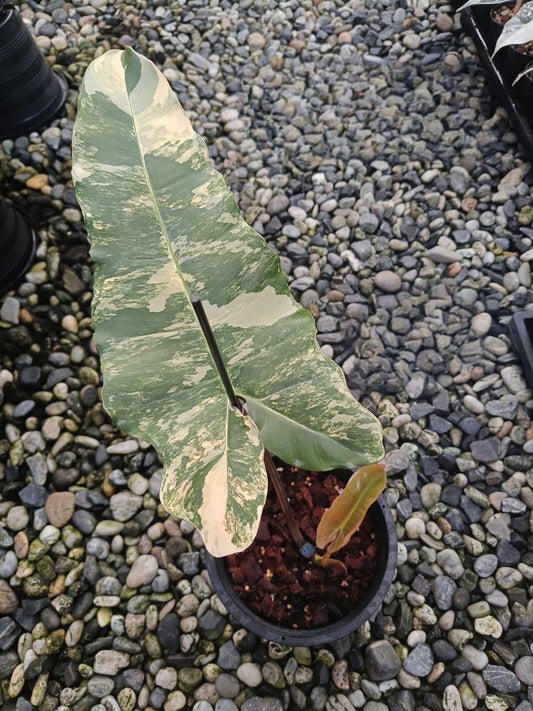 Philodendron Brown Beauty (Florida X BlackBillietiae ) - Livraison 30 jours