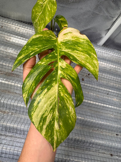 Epipremnun Pinnatum Gold Flame Variegata