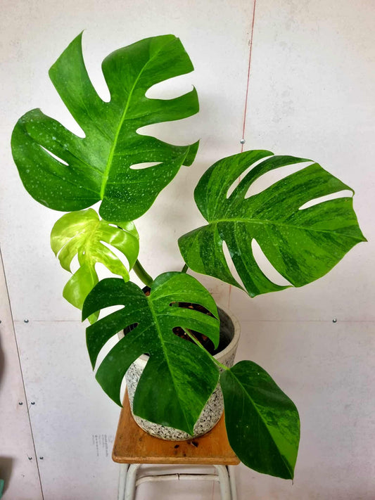 Monstera Green on Green - Sur Mesure