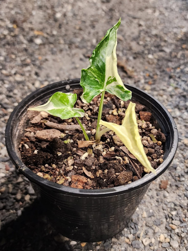 Alocasia Cucullata Crinkles Albo Variegata - Pre-order