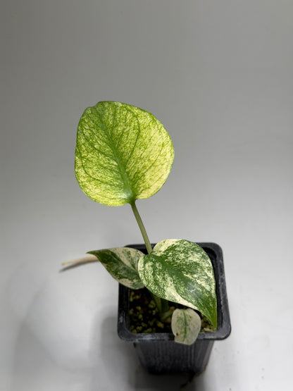 Monstera White Monster