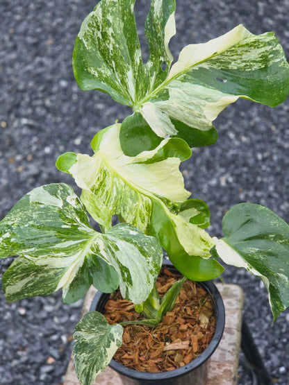 Monstera Ocean Mint Albo Thaï