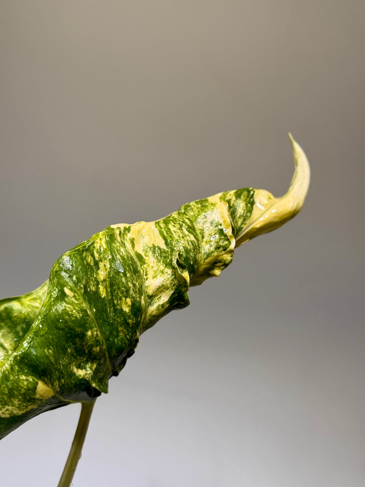 Alocasia Schockbehandlung - Knolle