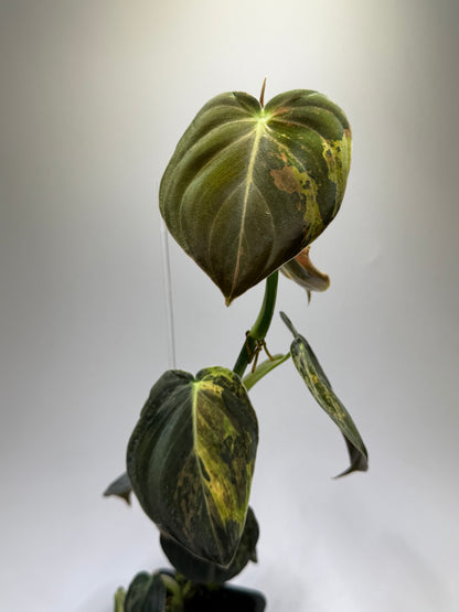 Philodendron Melanochrysum Variegata