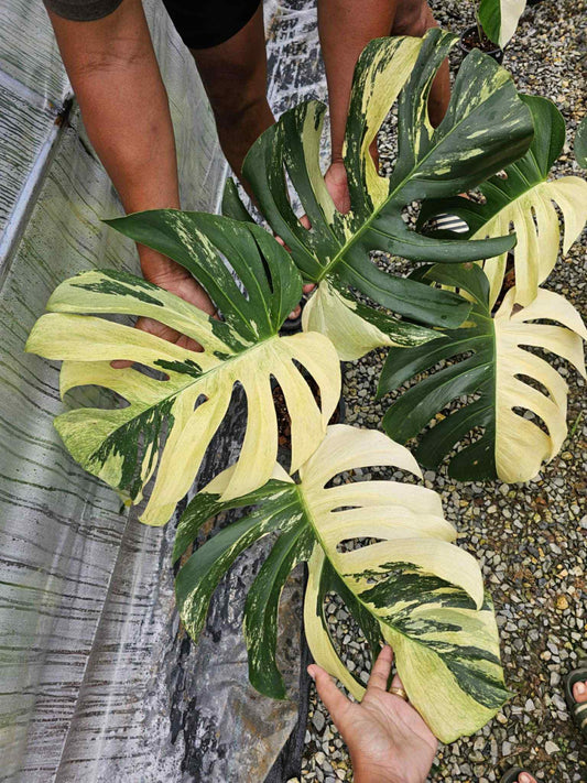 Monstera Jungle Mint x 2 - Sur Mesure