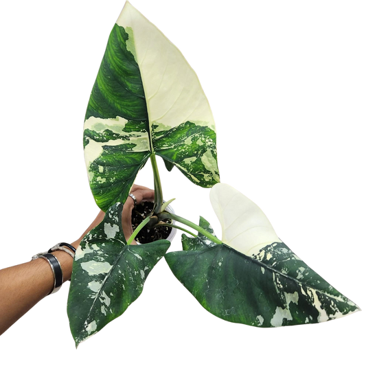 Alocasia Reginae Silver Albo - Bulbe
