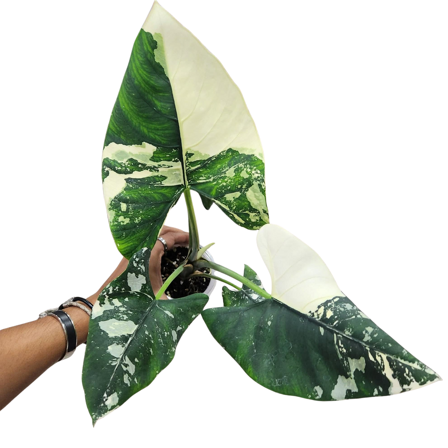 Alocasia Reginae Silver Albo - Bulbe