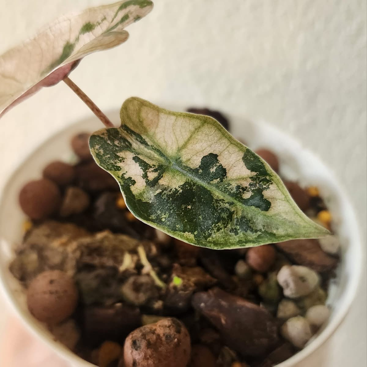 Alocasia Sanderiana Bull Albo/Pink Variegata - Précommande Green and White Plants