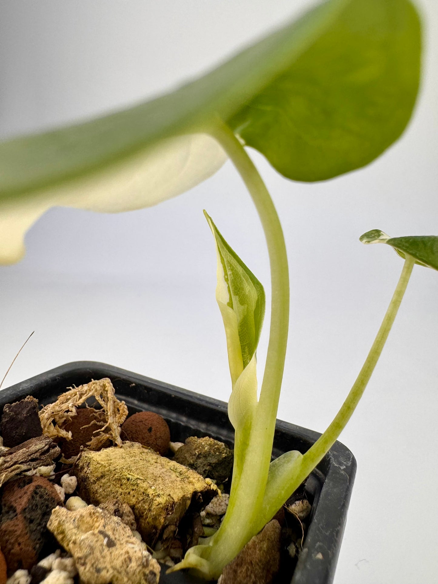 Alocasia Cuculatta « Wagyu » Albo Variegata