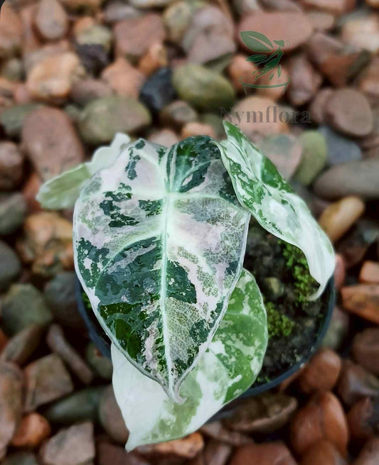 Alocasia Azlanii / Zebrina Aurea / Black Velvet Albo Pink - Sur Mesure