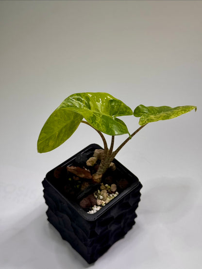 Alocasia Macrorrhizos Aracea Sp. Borneo Aurea