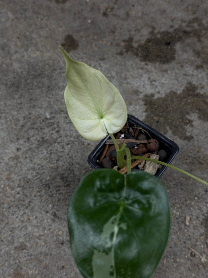 Alocasia Cuculatta « Wagyu » Albo