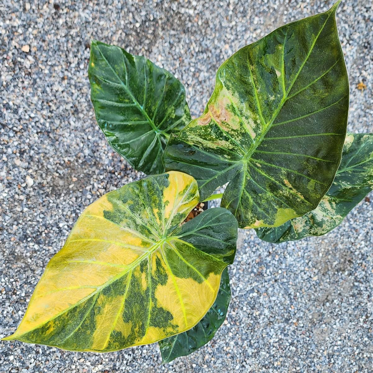 Alocasia Regal Shield Aurea Variegata - Précommande Green and White Plants