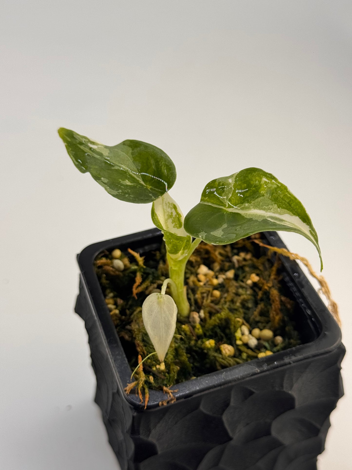 Alocasia Cuculatta „Wagyu“ Albo Variegata