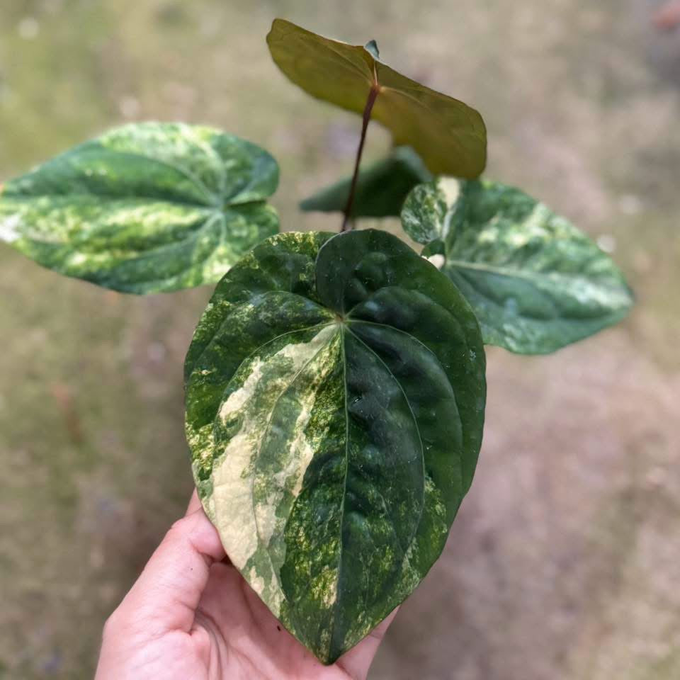 Anthurium Papillilaminum var. × Papillilaminum