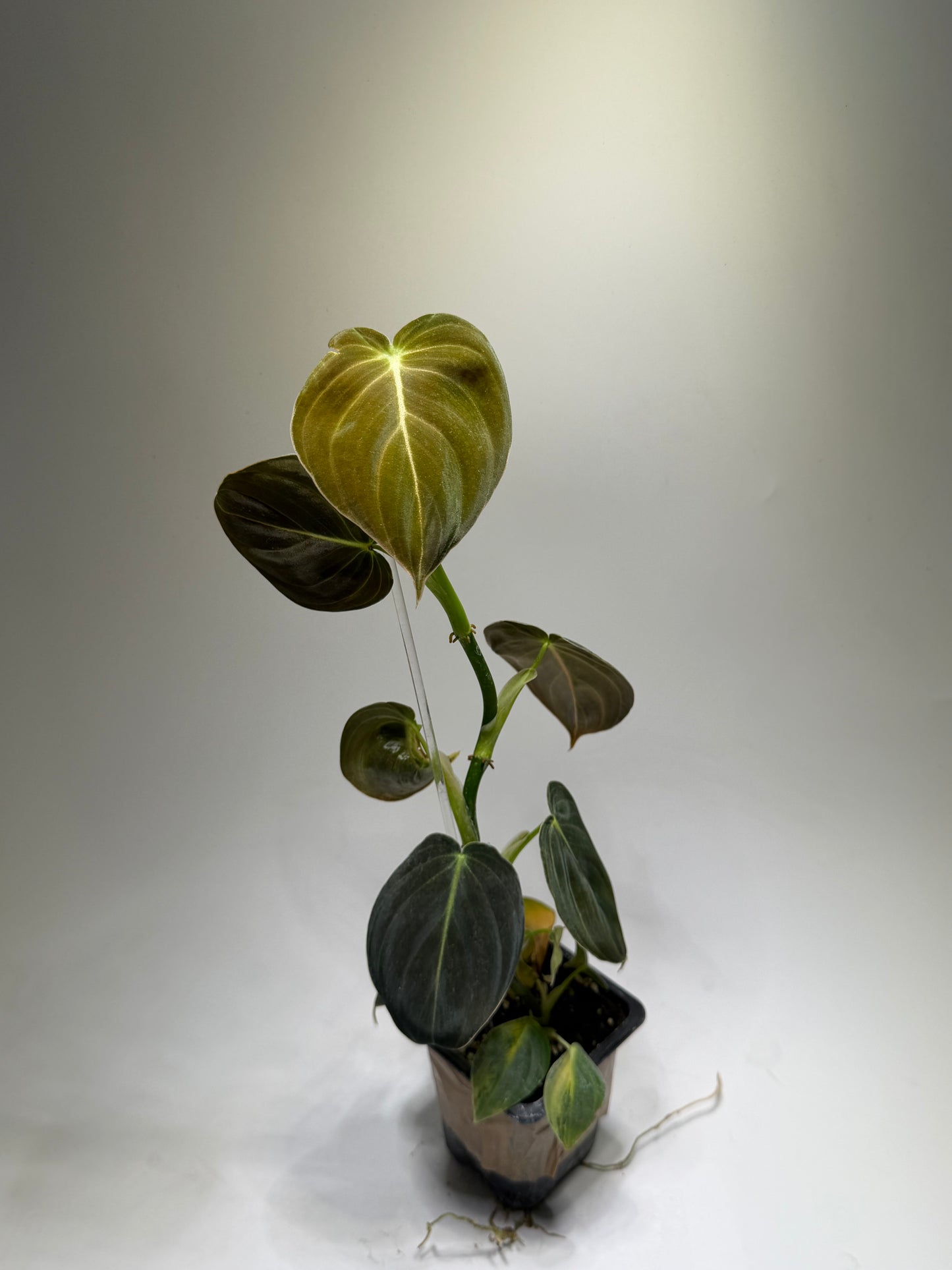 Philodendron Melanochrysum Variegata